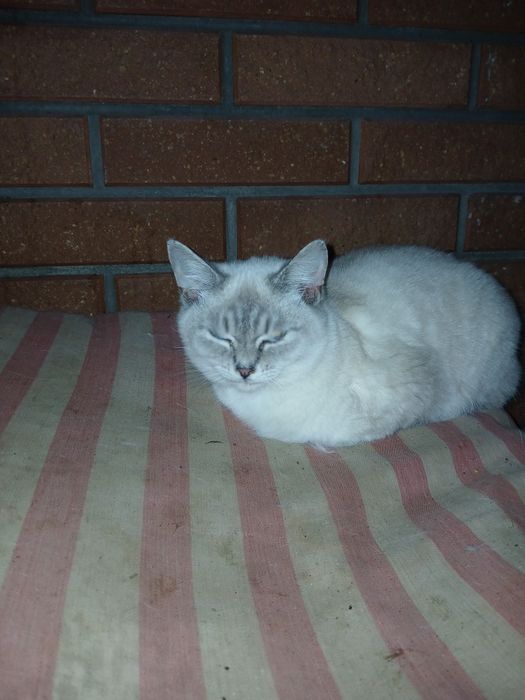 Спасіть кицю від холоду та голоду