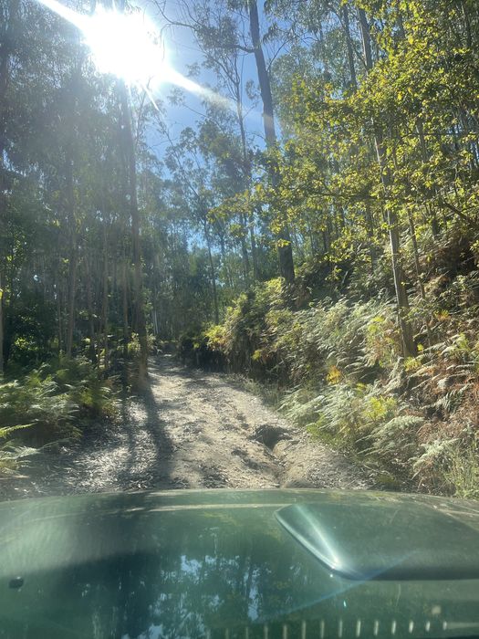 Terreno eucalipal - Proximo a nova rentabilização