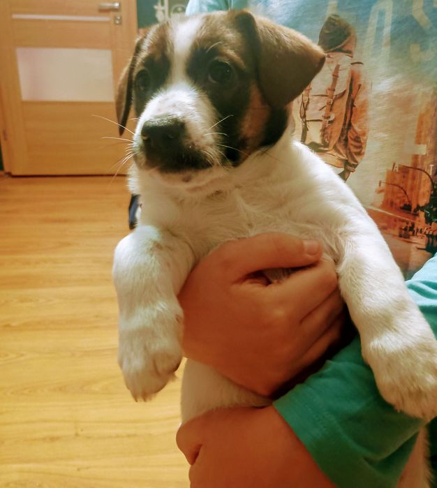 Śliczna sunia szuka domku