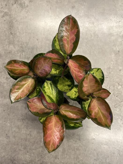 Хойа Аусирвліс Ліза і Сігіталіс