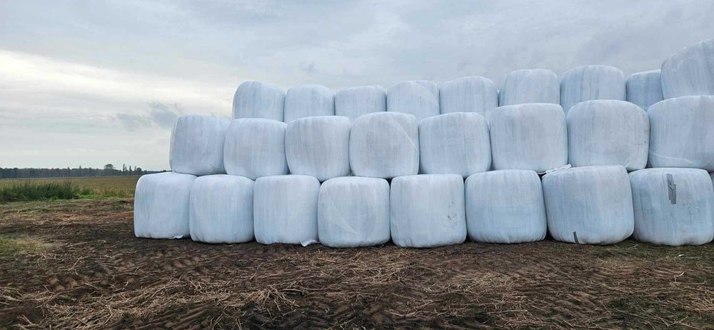 Sianokiszonka - Pasza Lepsza mleczność Zdrowe bydło Wysokie przyrosty