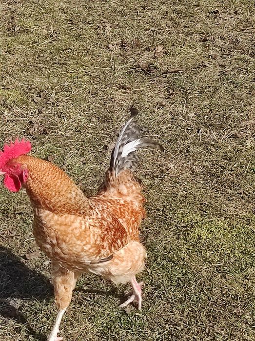 Kogut z zeszłego roku