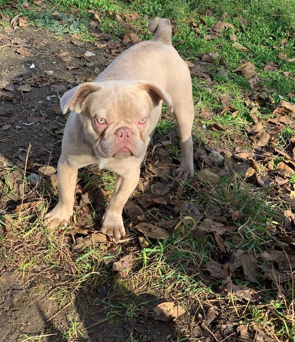 Продажа щенка французского бульдога