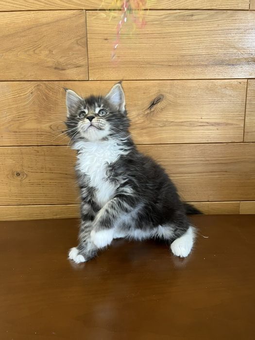 Котики породи Мейн Кун