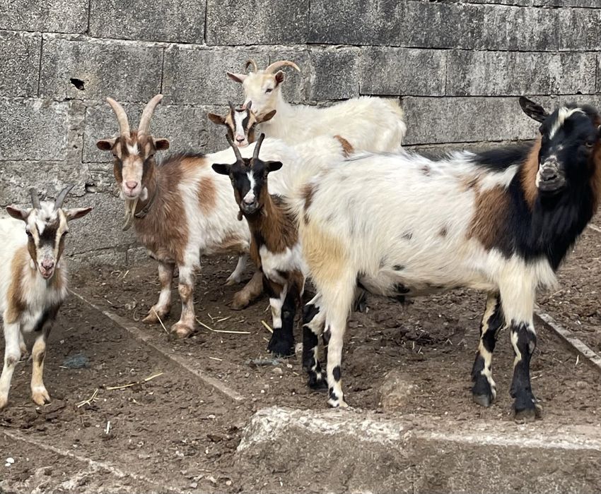 5 cabras prenhas raça ãna e 1 chivo  ( vendo separado )