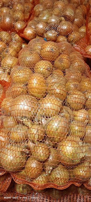 Cebula sprzedam 15 kg worek