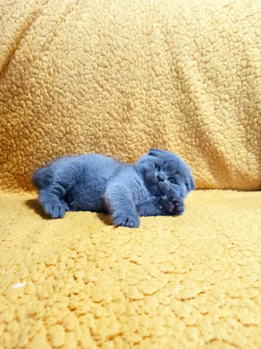 Gatinho Scottish fold