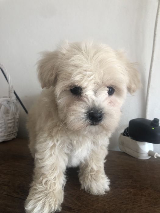 Maltipoo piesek okazja !