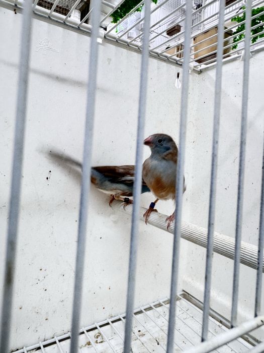 Para cedencia cadal peito celeste