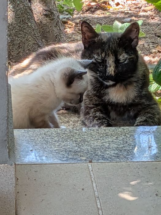 Gatinhos bebés para adoptar