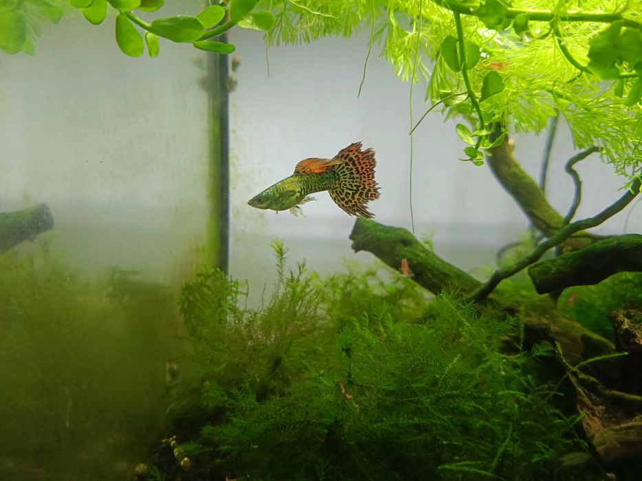 Gupiki Cobra Multikolor