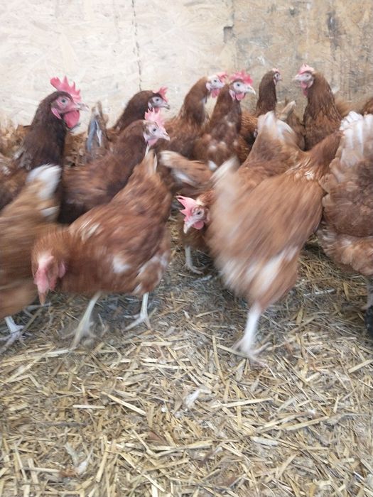 Sprzedam kury nioski Transport Cała Polska