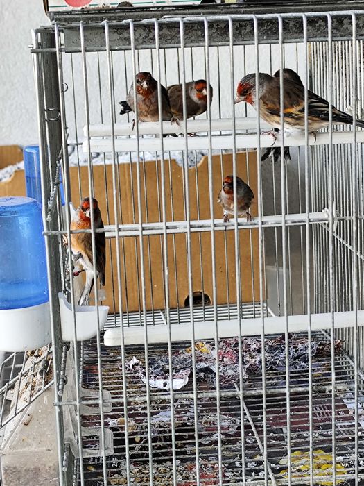 travessos híbridos machos