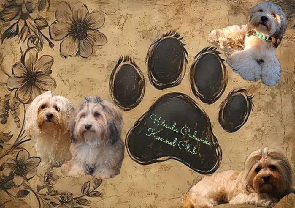 Hawańczyki słodka Dejlunia