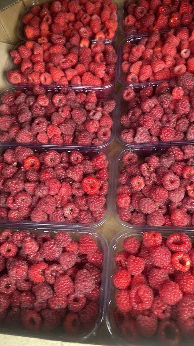 Продам свіжу малину