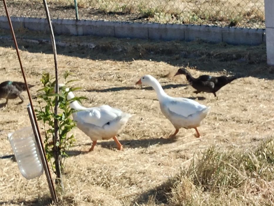 Vendo patos mudos e patos bravos