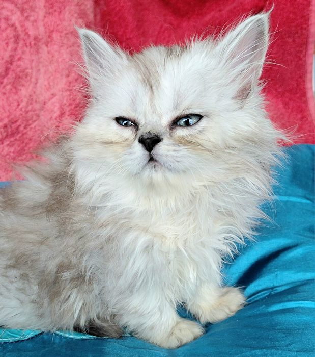 Кошенятко  хлопчик