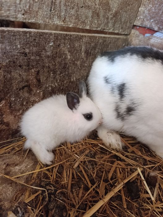 Coelhos anões entrega imediata