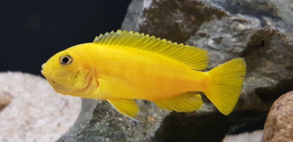 GB MALAWI Pyszczak Saulosi - dowóz ryb!