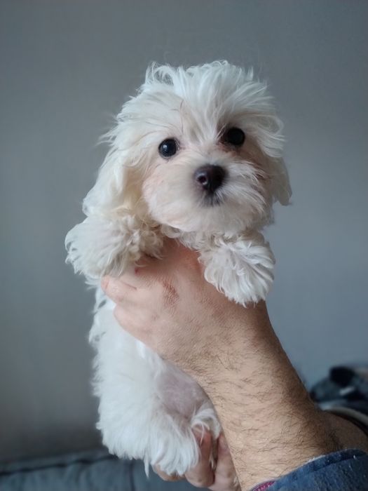 Мальтіпу Ф1 дівчата