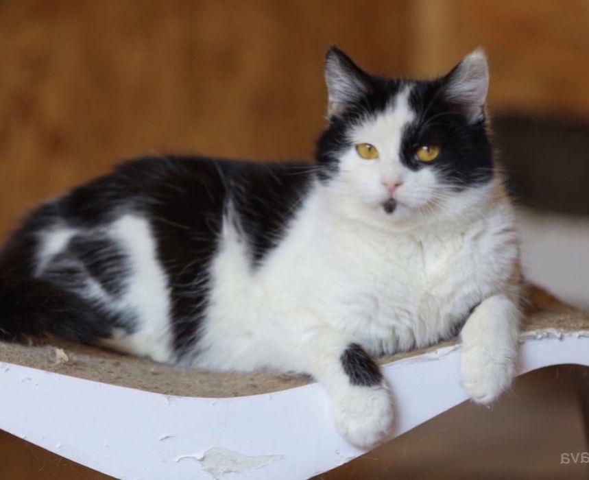 Дюна, 1 год, черно белая кошечка