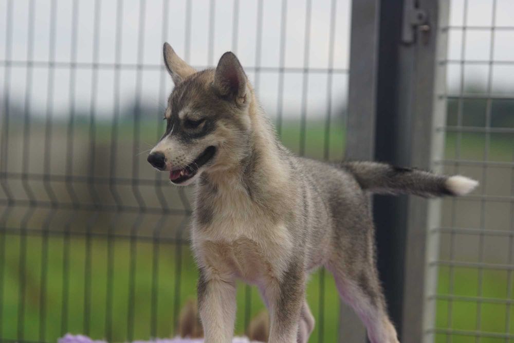 Chłopiec Siberian Husky