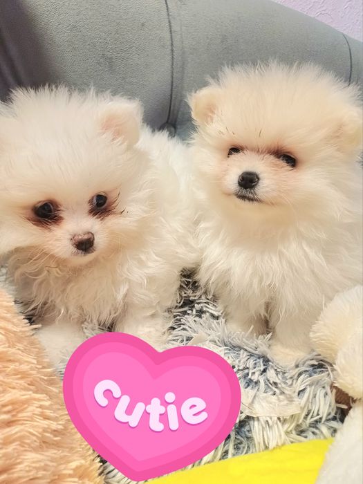 Хлопчики шпіц мішкі