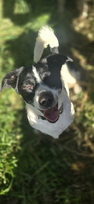 Do Adopcji samiec 2lata 10kg