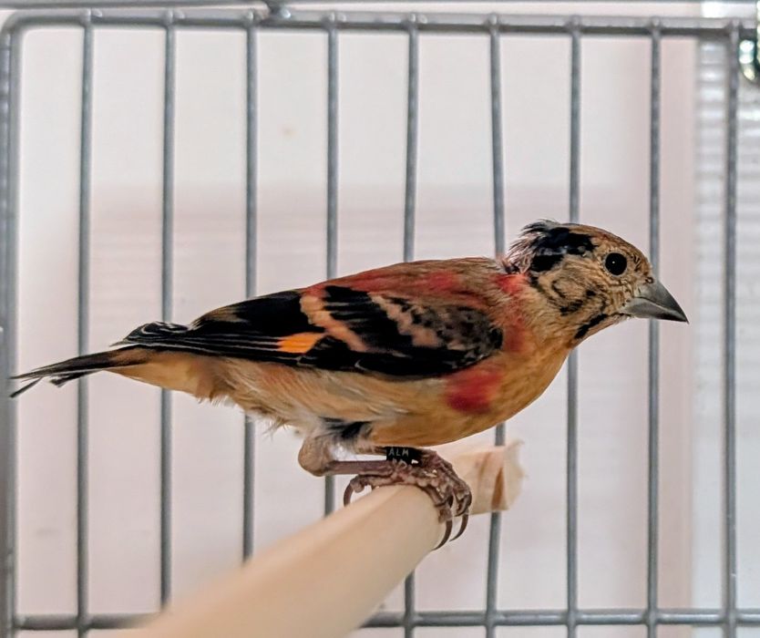 Cardinalitos 2026 para dispensar.