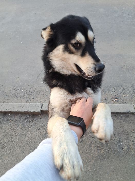 собака шукає родину