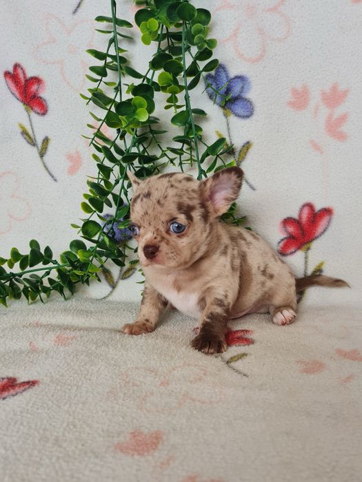 Excelente  menino mini Chihuahua/Chiuaua de Qualidade. Lunhagem Russa