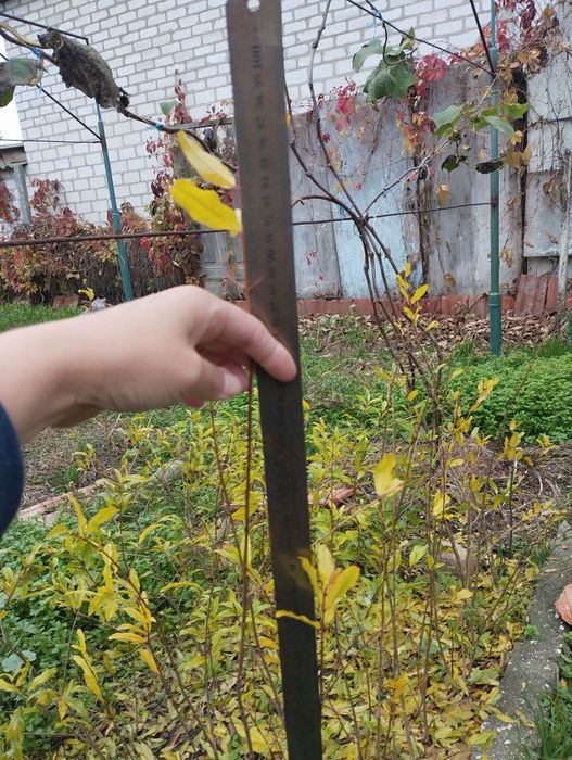 Продам  саженцы сортового граната