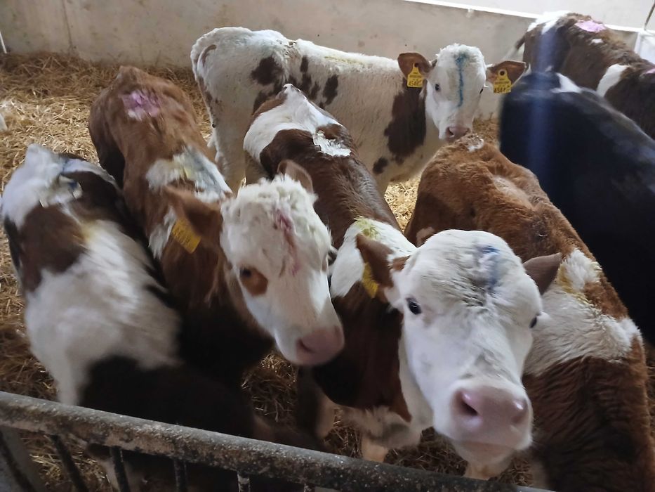 Cielęta mięsne  Simental, startery, odsadki, samodzielne, na mleko