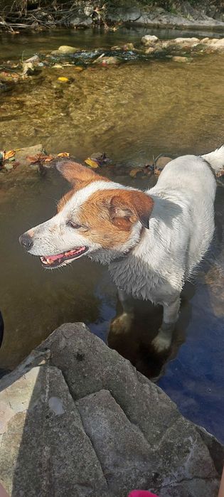 Молода мисливська собака шукає дім