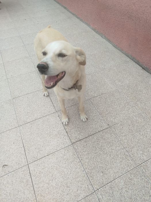 Cão para adoção urgente
