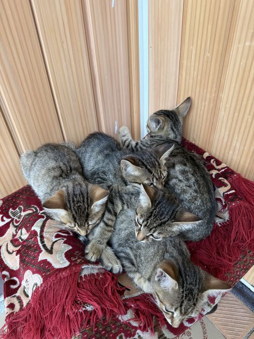Кошенята в дбайливі руки
