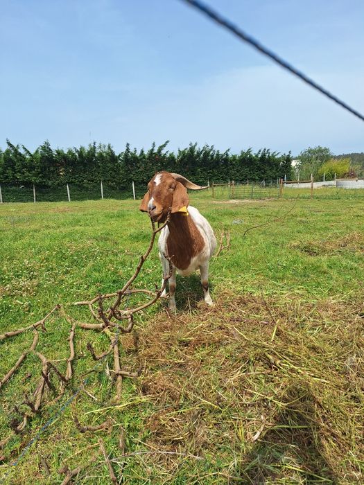 Vendo Cabras boer fêmeas