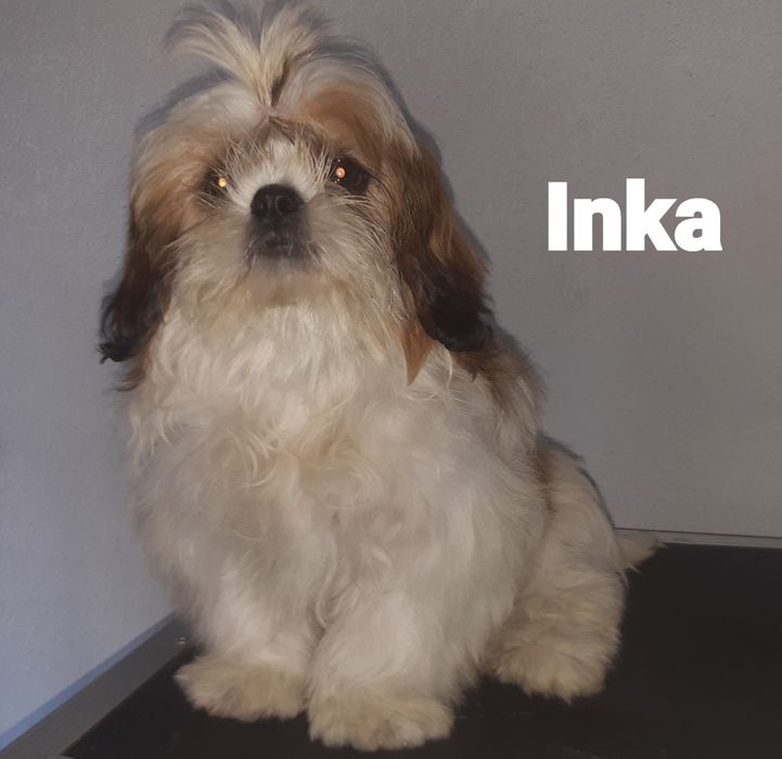 Shih-tzu sunia Inka Green House