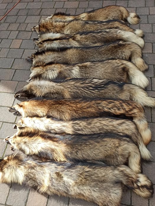 Skóry z jenota! Jenot hodowlany!