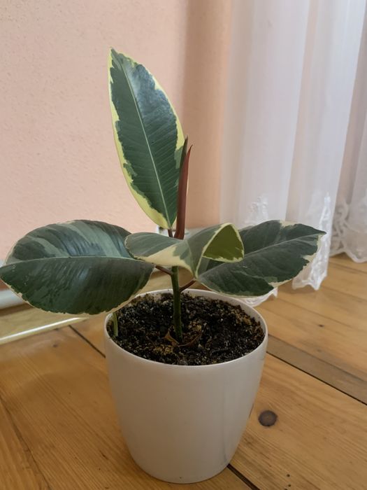 Вазон фікус кімнатний