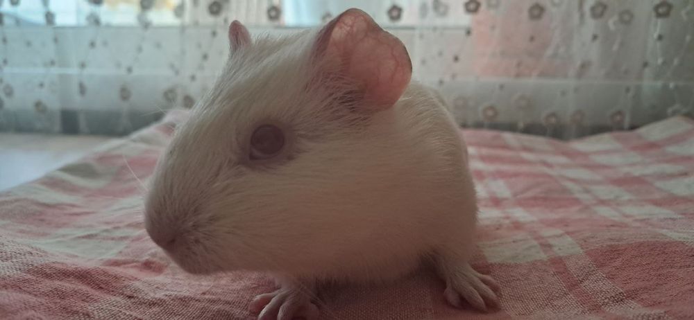 Морські     свинки