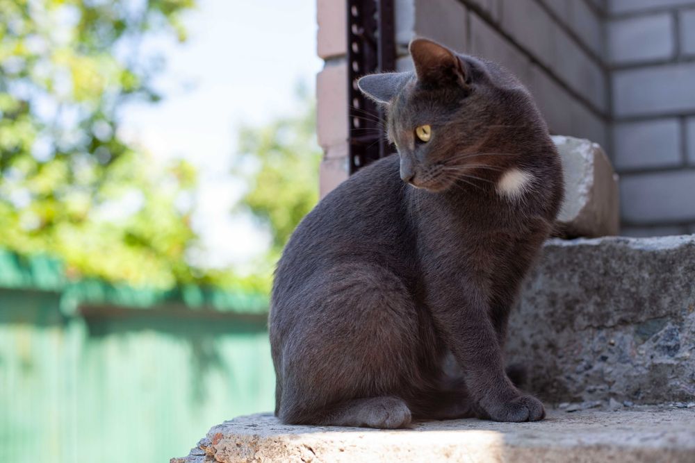 Серая кошечка ищет дом