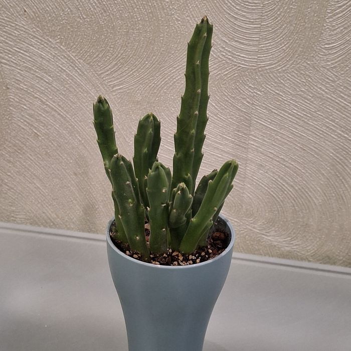 Стапелия Грандифлора крупноцветковая.