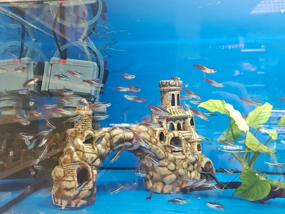 Neonki neon Innesa promocja