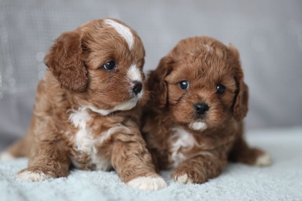 *** Cavapoo śliczny piesek**