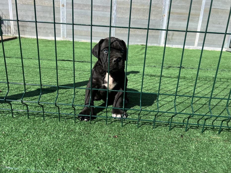 Macho Cane Corso Casa do Tavarsbull
