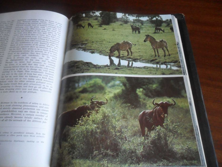 "Santuário Bravio- Wild Santuary" de José Maria d'Eça de Queiroz- 1964
