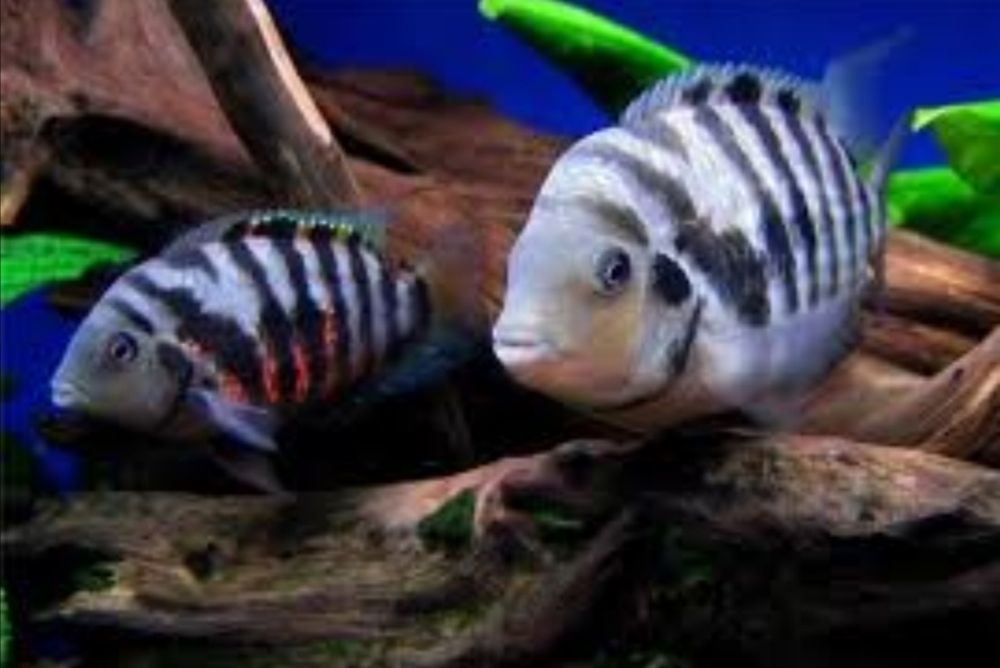 Чернополосая цихлозома