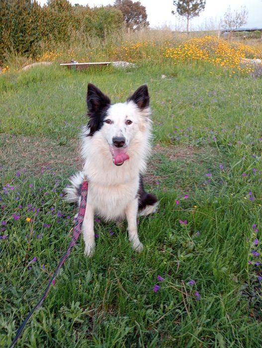 Border collie cachorro