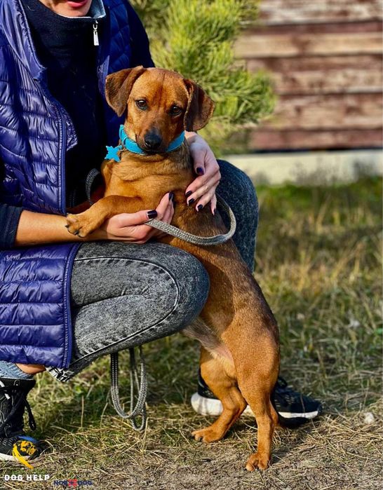 Такса Лис шукає дім.